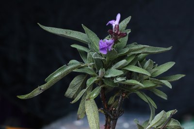 Sage