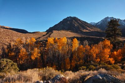 McGee aspen