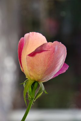 tuesday rose