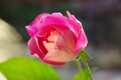 tuesday rose 2