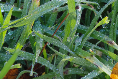 dew drops