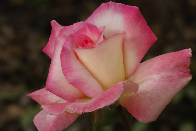 rose 4.8.16