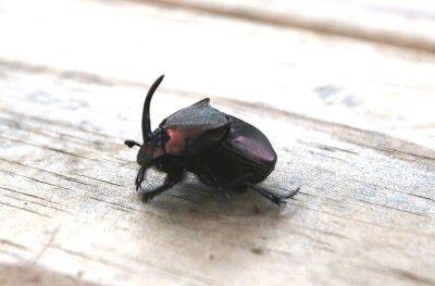 Rhinoceros Beetle.JPG