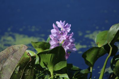 Water Hyacinth.JPG