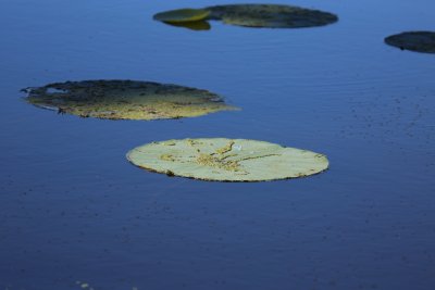 Water Lily Pads.JPG