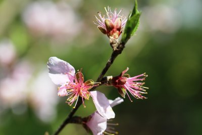 Apricot Tree Buds