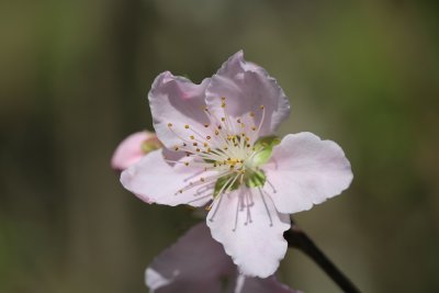 Apricot Tree Flower.JPG