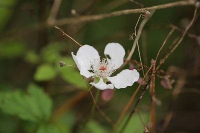 Dewberry Flower