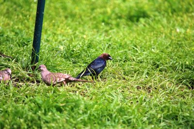 Inca Dove and Brown-Headed Cowbird