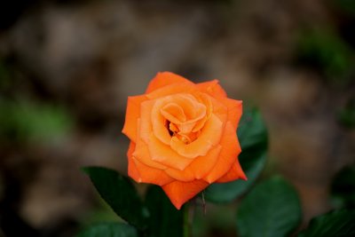 My Orange Rose