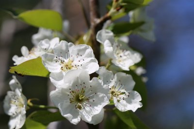 Pear Tree Flowers