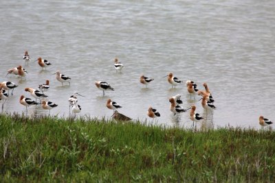 American Avocets and a Willet