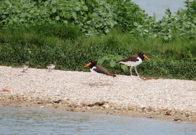Oyster Catchers and Babies