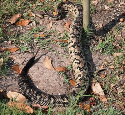Canebreak Rattlesnake