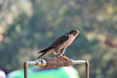 Today at Brazos Bend State Park-EarthQuest Birds of Prey Program