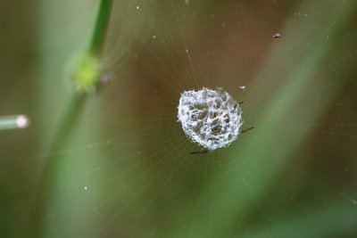 Cloud Spider Web, Half Inch Wide with Spider underneath