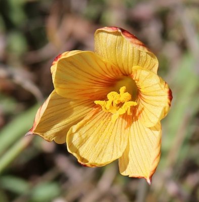 Copper-Lily  (Habranthus tubispathus)