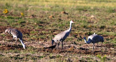 Sand Hill Cranes and a Great-tailed Grackle