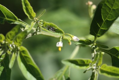 American Nightshade (Solanum ptychanthum)