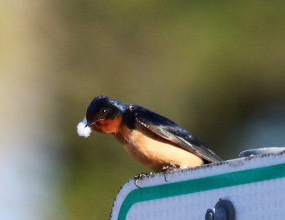 Barn Swallow with a feather