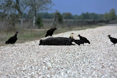 Feral Hog recycling by Black Vultures and a Crested Caracara