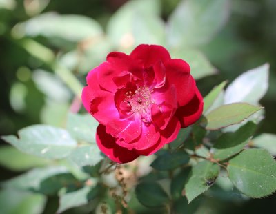 Speedy Gonzales, Antique Rose in my yard. 