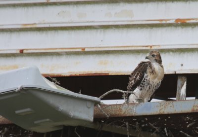 Nestling