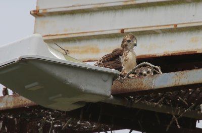 Nestlings