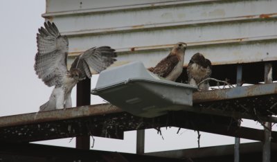 Mom and Nestlings