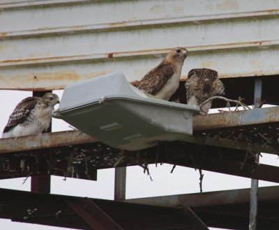 Mom and Nestlings