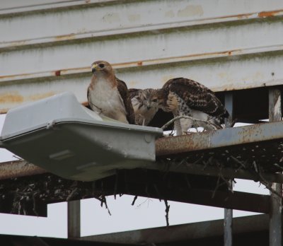 Mom and Nestlings
