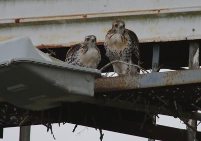 Nestlings