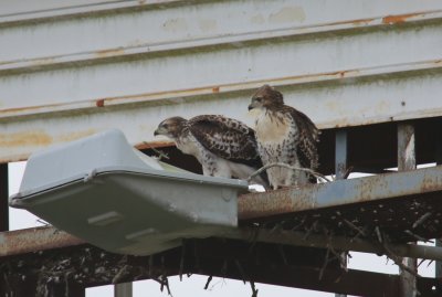 Nestlings