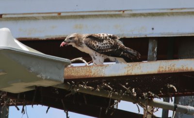 Fledgling Eating
