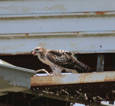 Fledgling Eating