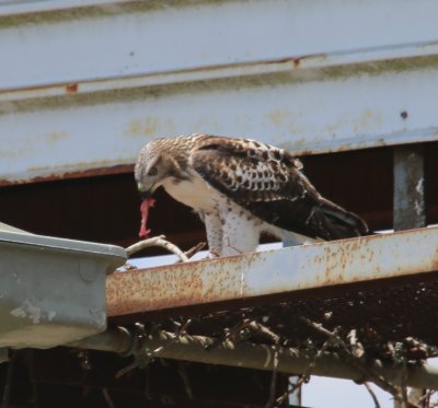 Fledgling Eating