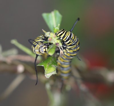 Monarch Caterpillars and Others 4/5/2016