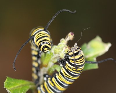 Monarch Caterpillars and Others 4/5/2016