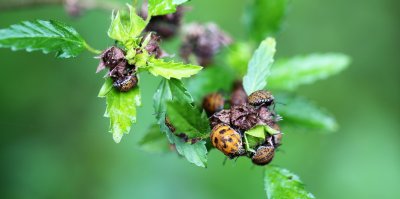 Type of Harequin Beetles.jpg