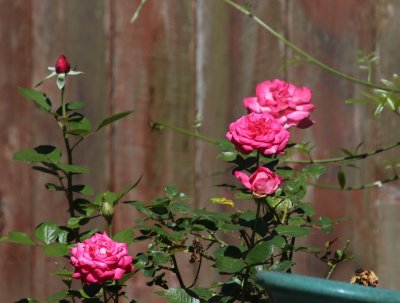 Roses in the Rose's Backyard