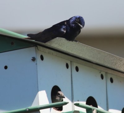 Purple Martin