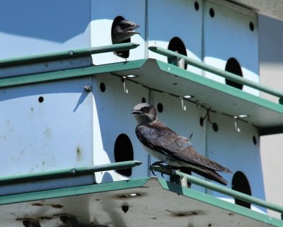Purple Martin