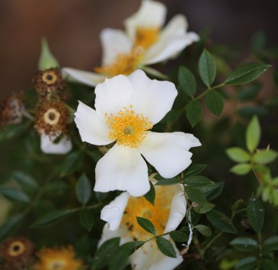 Happenstance, Antique Rose