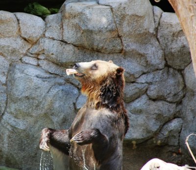 Grizzley Bear playing.