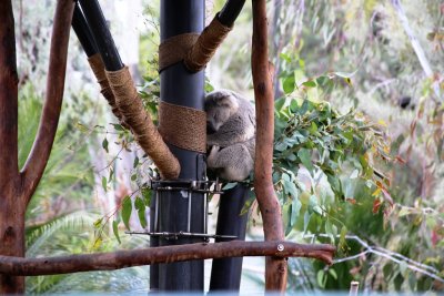 Koala Bear sleeping.