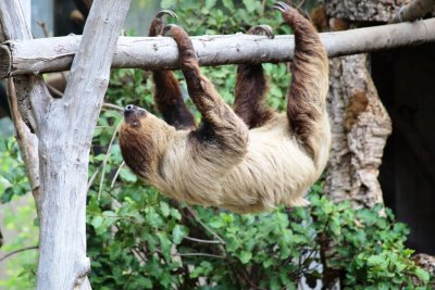 Linne's Two-Toed Sloth