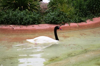 Black-Necked Swan