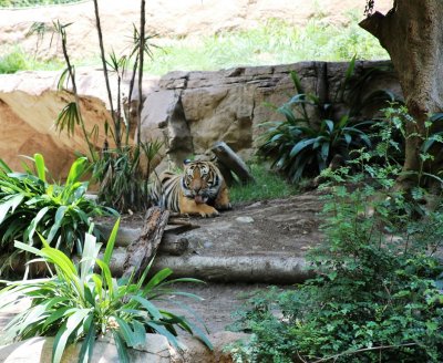 Mayalan Tiger