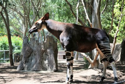 Okapi