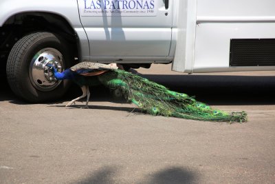 Peacock on the loose